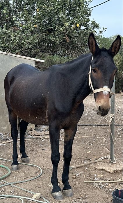 Macho engatada manso