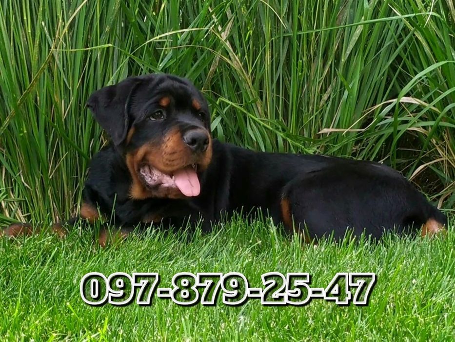 Мощные Ротвейлерята!