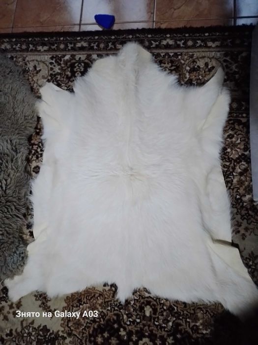 Шкура барана овцы