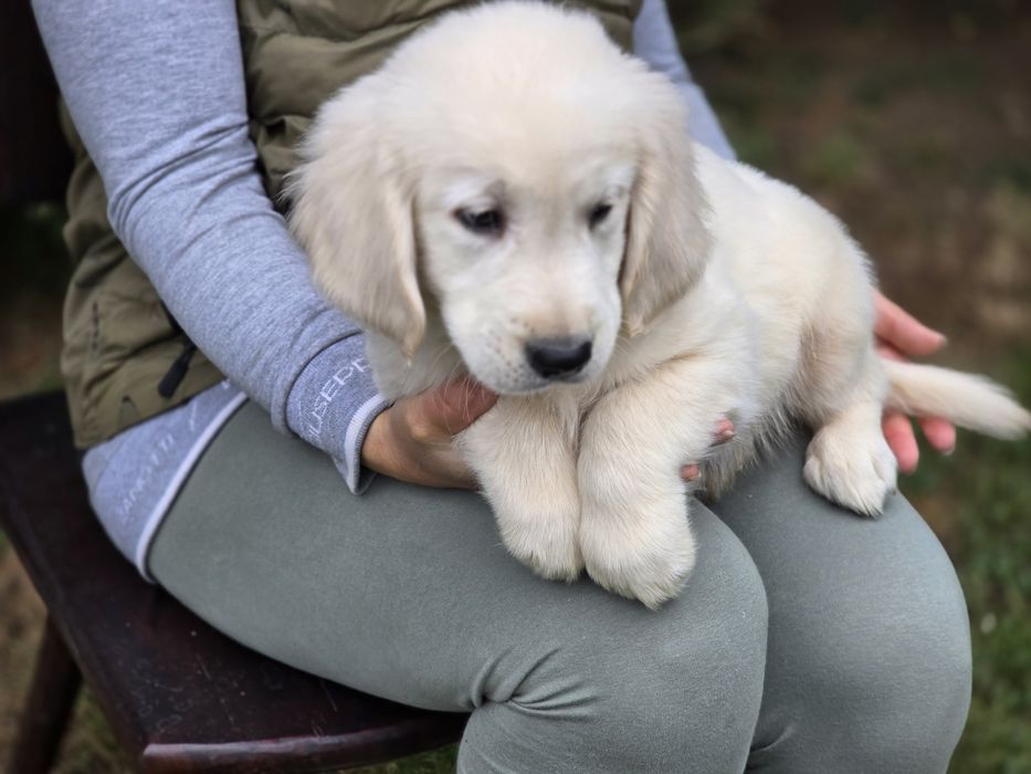 Golden retriever szczeniak Możliwość wyrobienia  paszportu!!!
