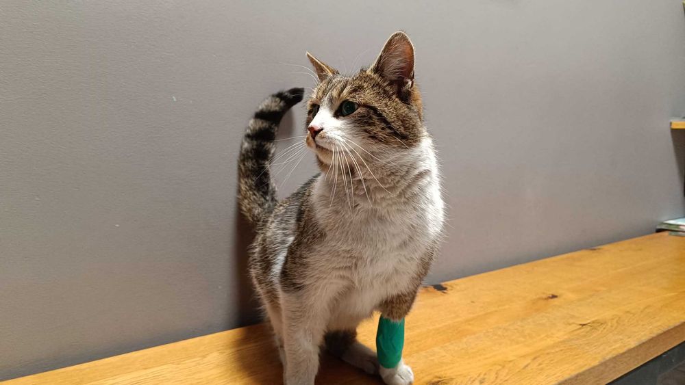 Pokochaj Gwiazdora Bezpańskie Zduńska Wola - Karsznice