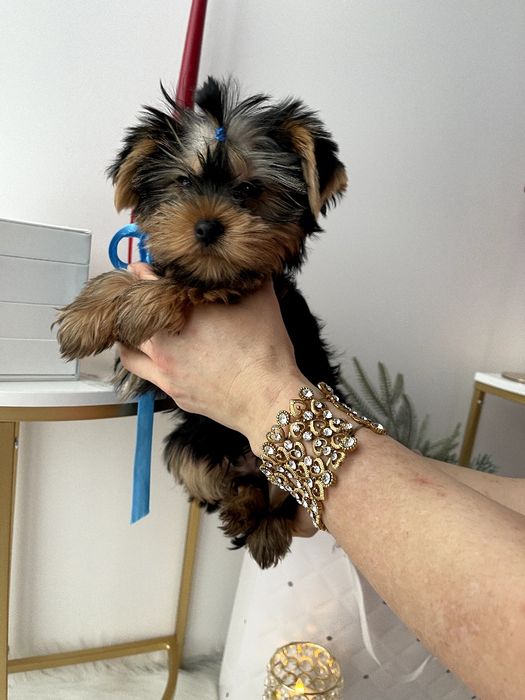 VIP Йорки — краса, ніжність і любов в одному