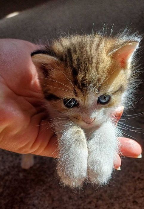 Віддам кошеня в добрі руки