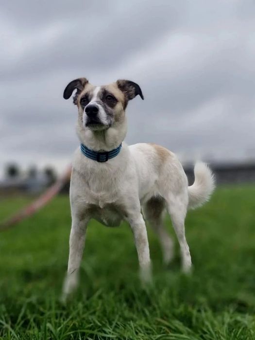 Malutka, idealna suczka Kawa do adopcji