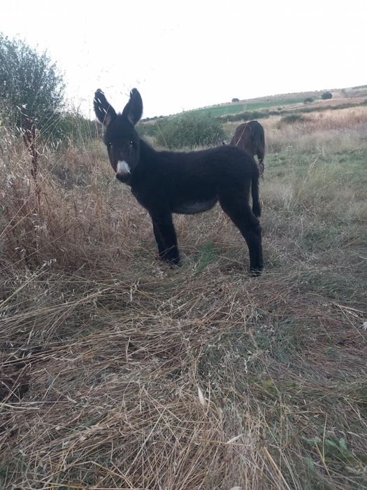 Burrinho com 9 meses