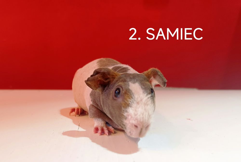 Świnki morskie skinny- SAMIEC