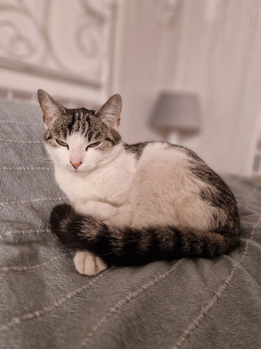 Lubi psy i ludzi! Drobna kotka do adopcji #kot