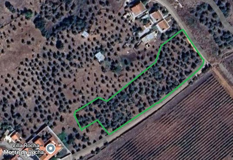 Olival à venda – 4 lotes – Borba, Alentejo