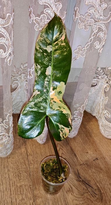 Rar. Philodendron Brown Beauty . Філодендрон.: 3 800 грн