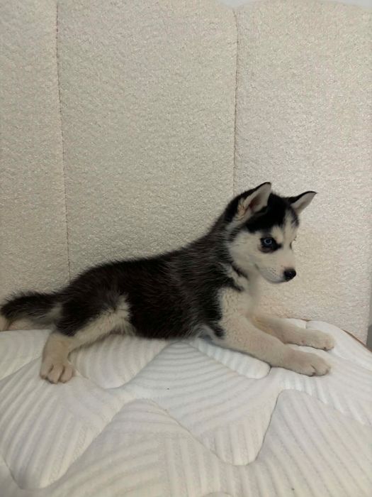 Husky syberyjski