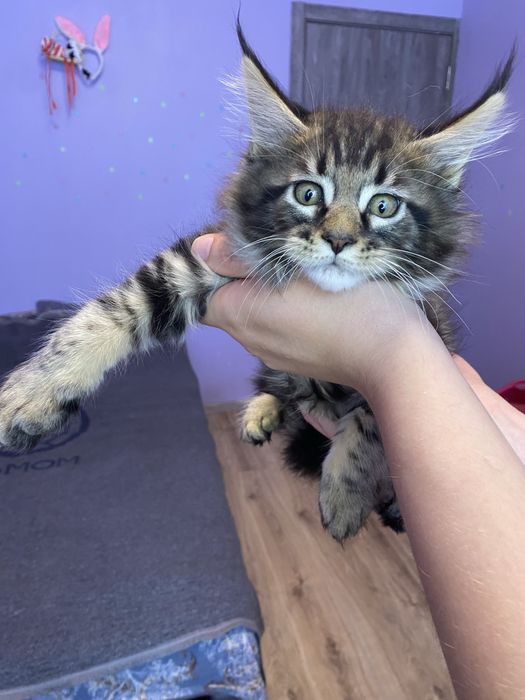 Котята мейн кун чистокровные