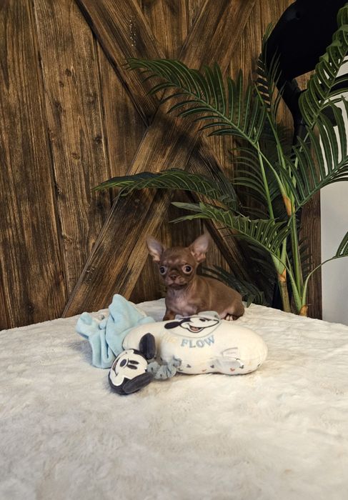 Chihuahua będzie malutki.  Gotowy do zmiany domku