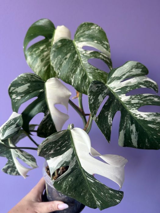 Monstera variegata