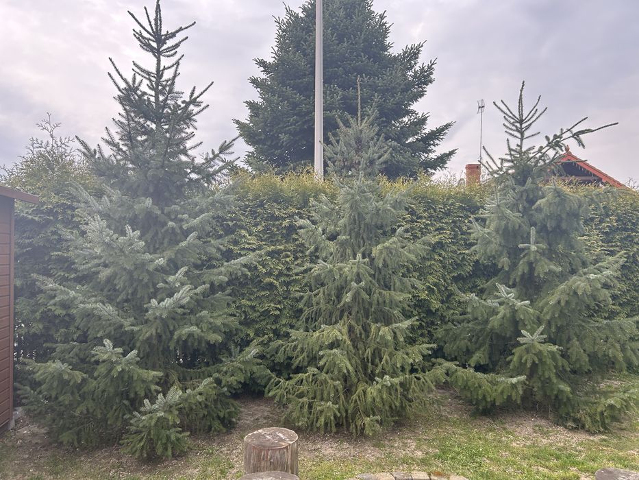 Świerk 270-300cm 3 sztuki  OKAZJA!