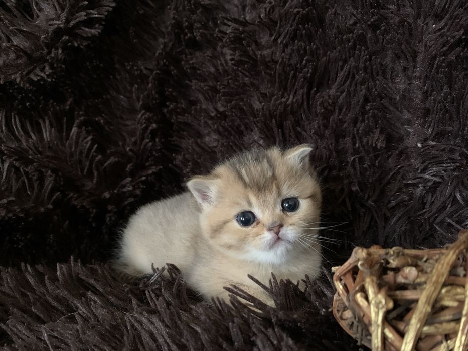 Кошеня Skottish straiht.                               Золота шиншила.