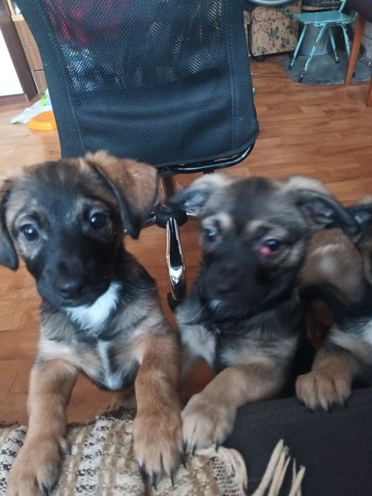 Oddam 3,5.miesieczne szczeniaczki