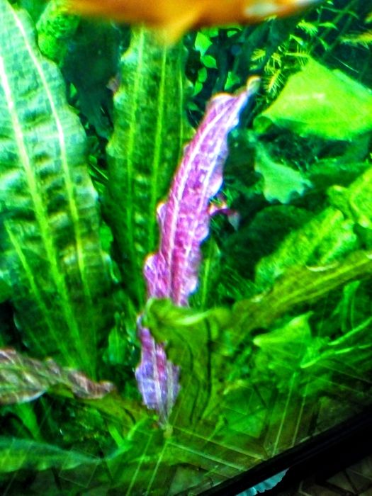 Эхинодорус  Пять Сольдо 35/40см