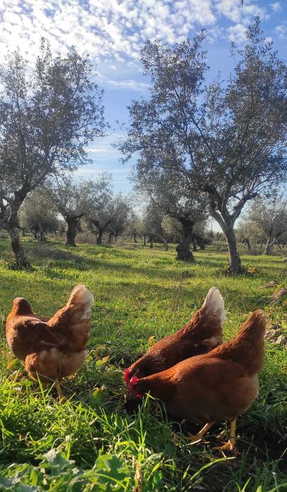 Ovos frescos do campo L - (Entregas)