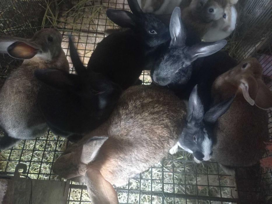 Coelhos para ceder