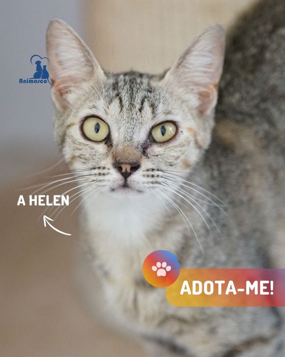 Helen - gata para adoção