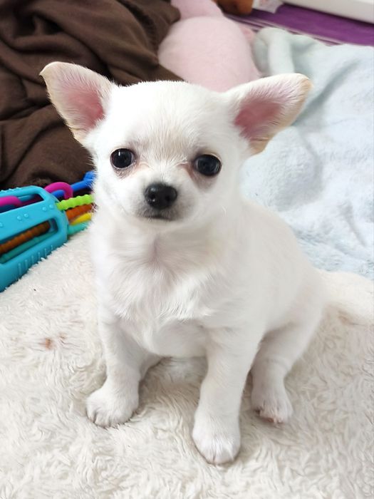 Sunia chihuahua krótkowłosa FCI