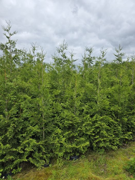 Tuja Brabant 220-260 cm tuje smaragd