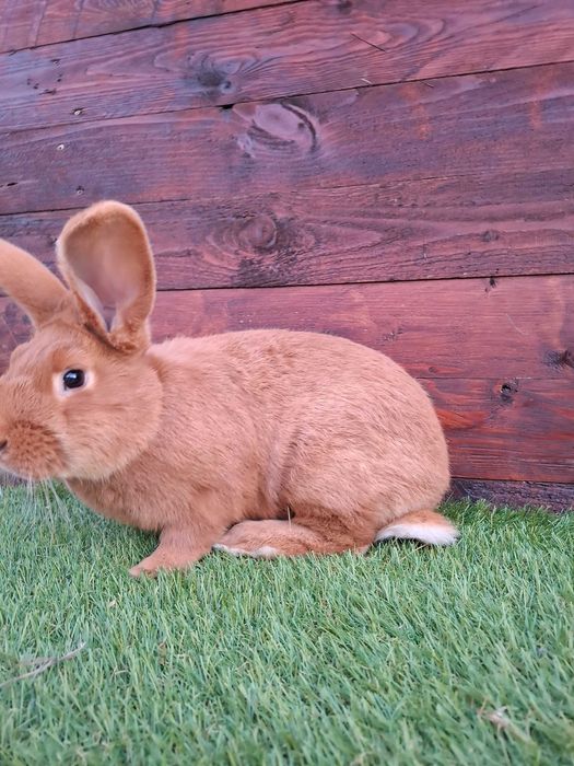 Srokacz meklemburski