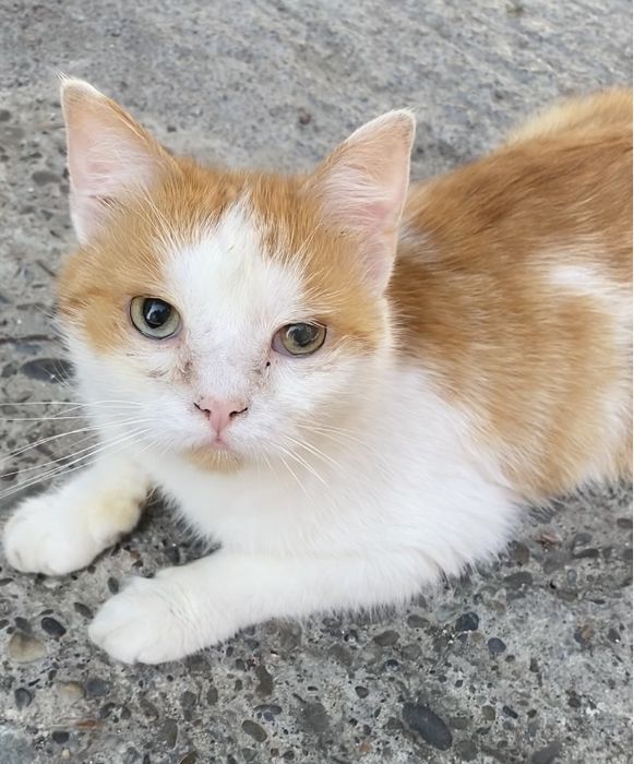 Прилаштовується у добрі ручки !