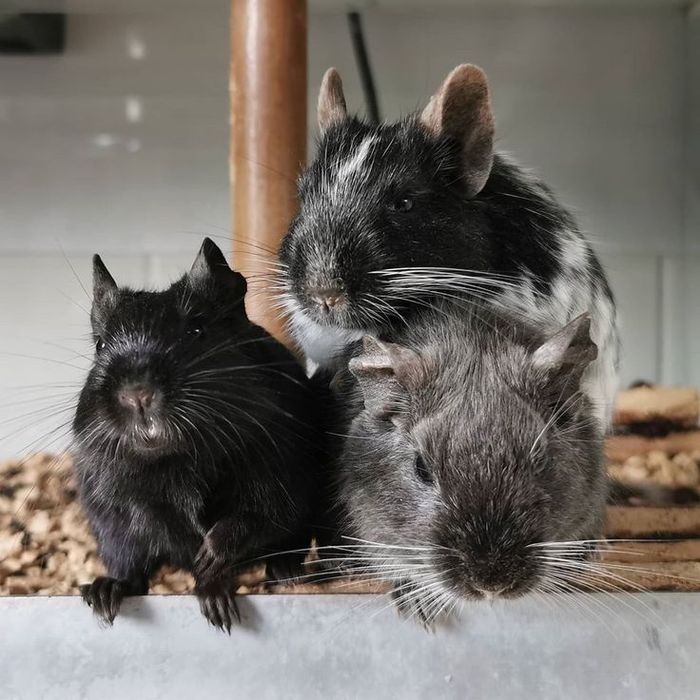 Degu Koszatniczka wiewiórka chilijska