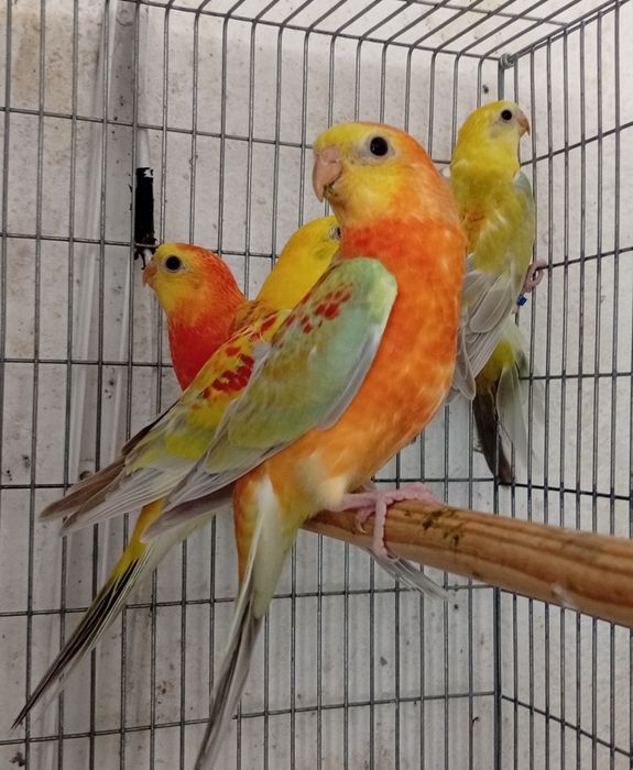Aves red ranp muito bons