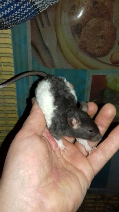 Ручные домашние крысята