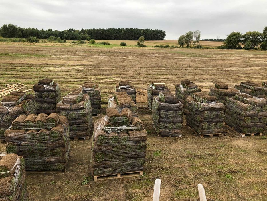 Trawa w rolce *Premium - PLANTACJA