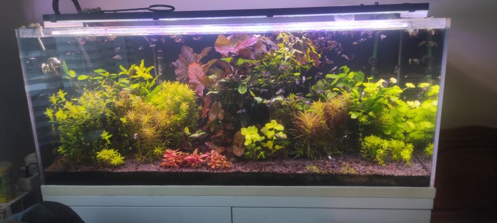 Akwarium opti white 300 litrow