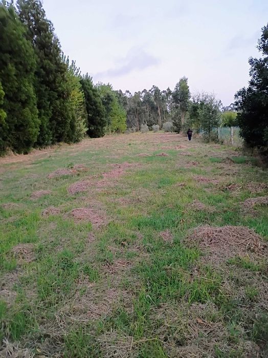 Grande Terreno 2745 M2 - Monte Arcado, Covoes