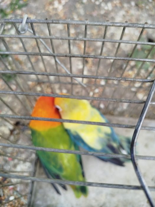 Agapornis casal fischeres yellow faces opalinos e casal roseicollis opalinos