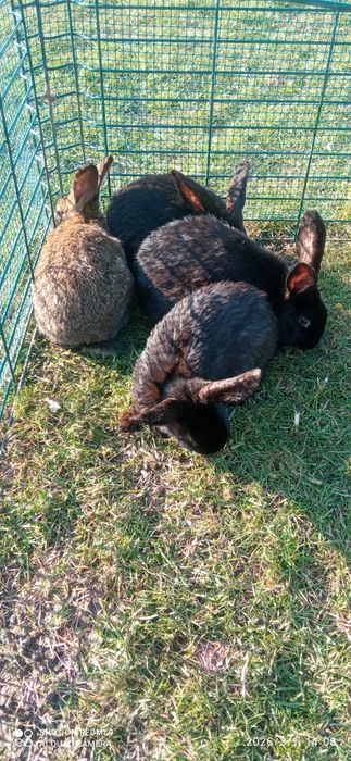 Sprzedam króliki