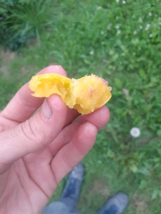 Orzechy Włoskie ZIELONE i Różne Owoce