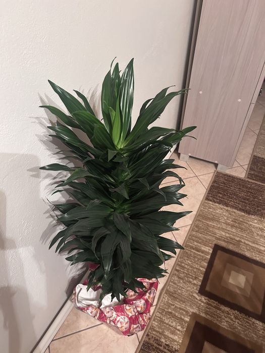 Dracena duza okolo 100 cm .