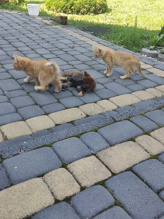 Oddam puszyste kotki
