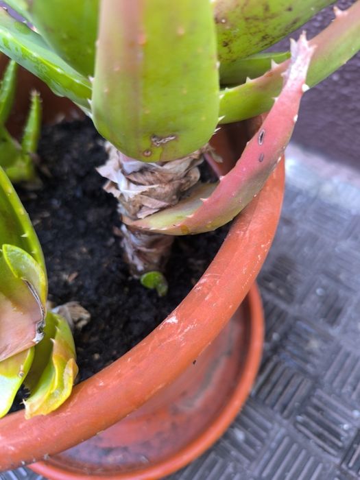 Suculenta. Cacto brevifolia. Planta medicinal. Família espécie Aloe Vera.