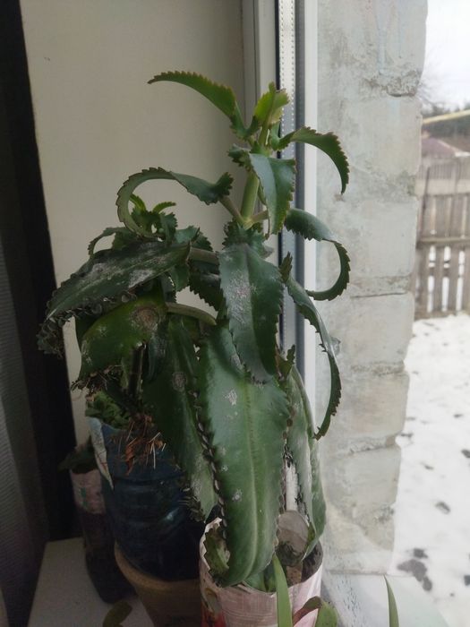 алое, каланхоэ и денежное дерево