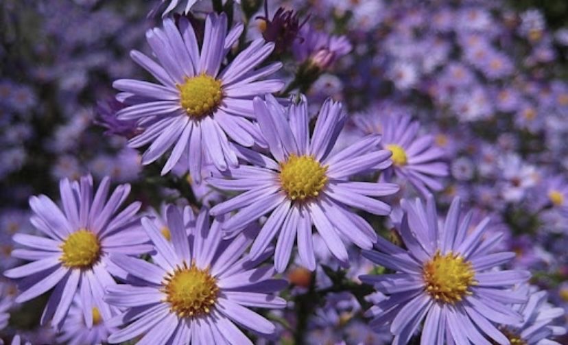 Сиреневые ромашки