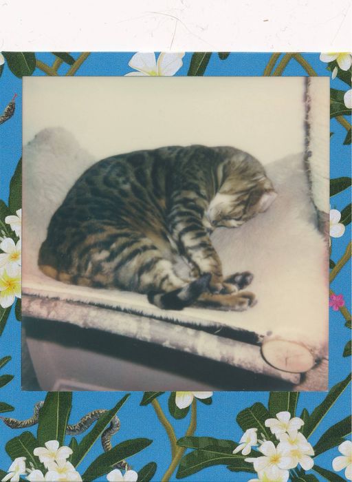 Камера швидкого друку Polaroid Impulse Portrait