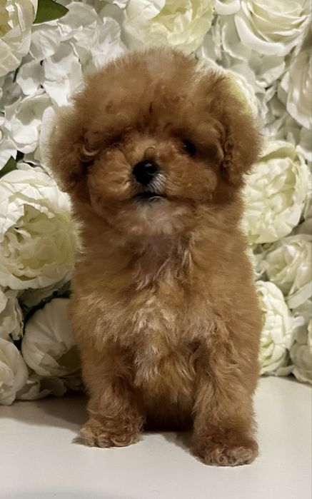 Хлопчик міні мальтіпу