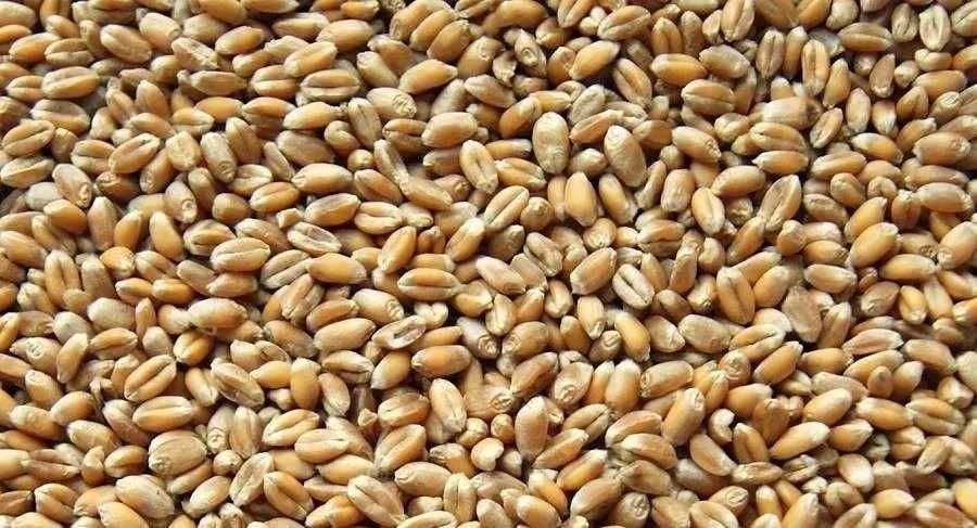 Pszenica!!! Zbiór 2025