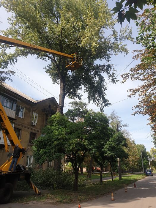 Спил дерев з автовишки | Санітарна обрізка, омолодження, кронування