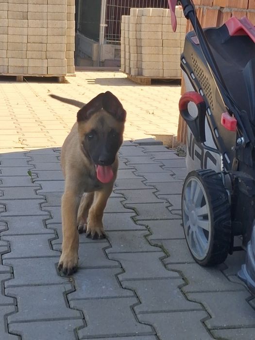 Owczarek belgijski Malinois