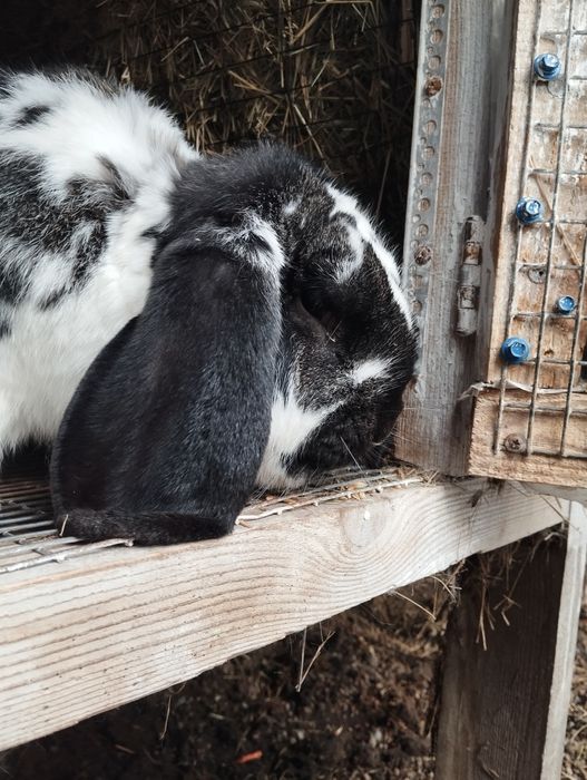 Продам самку французький баран