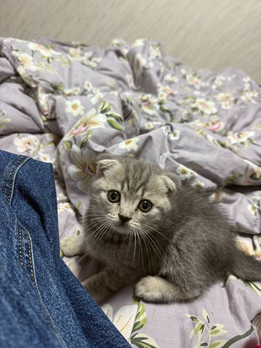 Продам котика  веслоухий британець