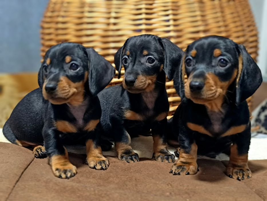 Таксята-мини ждут свою семью